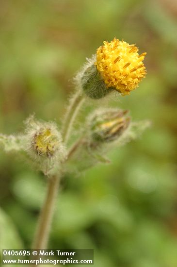 Arnica discoidea