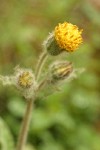 Rayless Arnica blossom detail