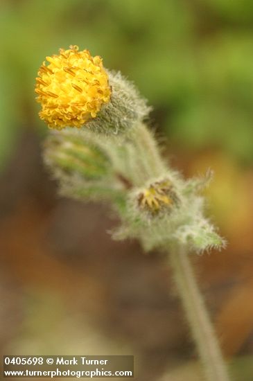 Arnica discoidea