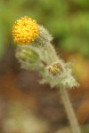 Rayless Arnica blossom detail