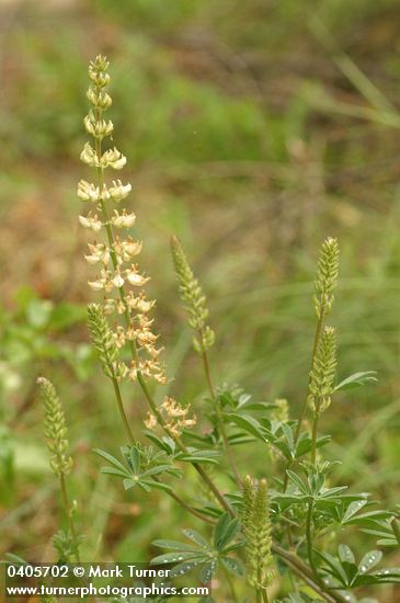 Lupinus albicaulis