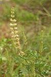 Sickle-keeled Lupine