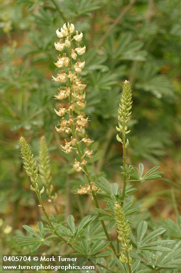 Lupinus albicaulis