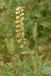 Sickle-keeled Lupine