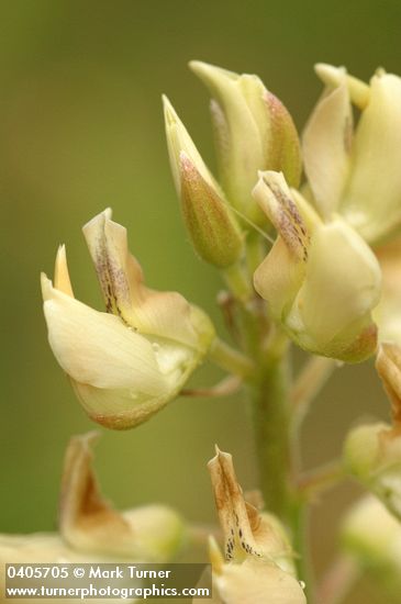 Lupinus albicaulis