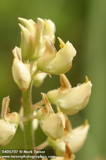 Lupinus albicaulis