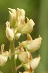 Sickle-keeled Lupine blossoms