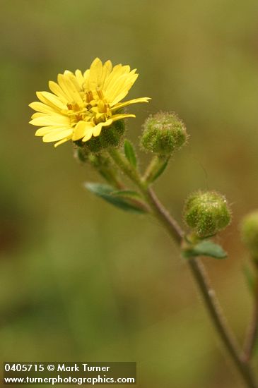 Madia gracilis