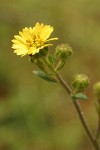 Slender Tarweed blossom