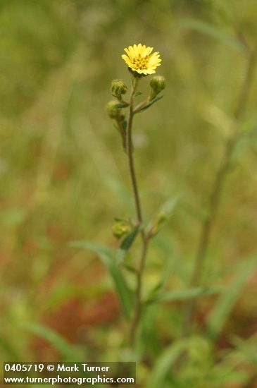 Madia gracilis