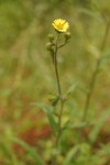 Slender Tarweed