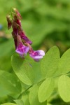 Purple Peavine blossoms & foliage detail