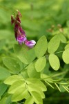 Purple Peavine blossoms & foliage detail