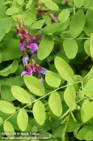 Lathyrus nevadensis