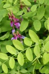 Purple Peavine blossoms & foliage