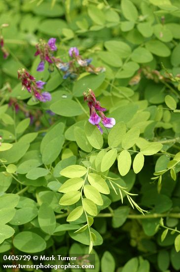 Lathyrus nevadensis