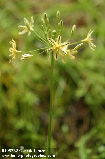 Triteleia ixioides ssp. anilina