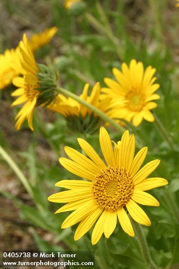 Wyethia angustifolia