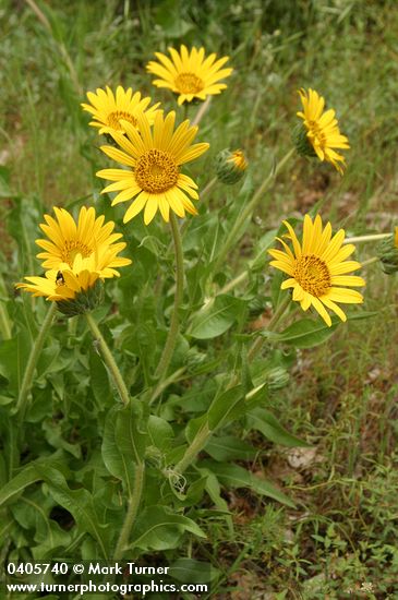 Wyethia angustifolia