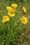 Narrowleaf Mule Ears