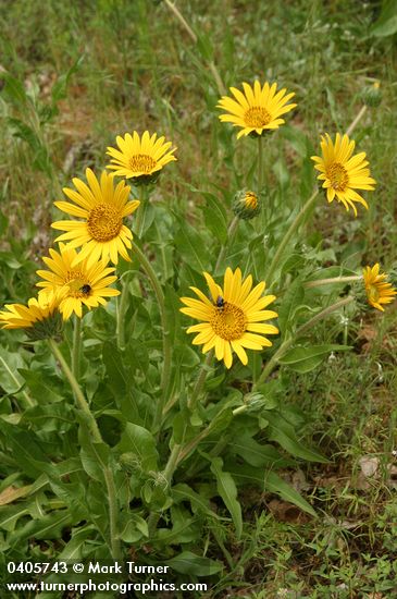 Wyethia angustifolia