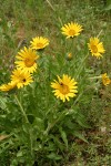 Narrowleaf Mule Ears