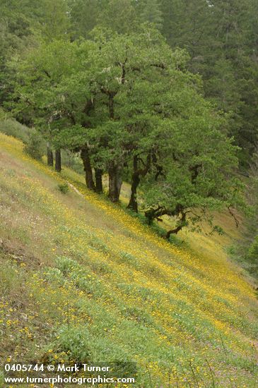 Madia elegans; Plectritis congesta; Quercus garryana