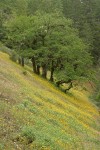 Common Madia, Rosy Plectritis on hillside w/ Oregon White Oaks