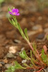 Red Maids blossom & foliage