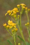 Siskiyou Mountains Ragwort blossoms