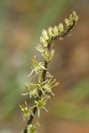 Klamath Rushlily blossoms detail