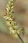 Klamath Rushlily blossoms detail