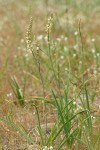 Klamath Rushlily