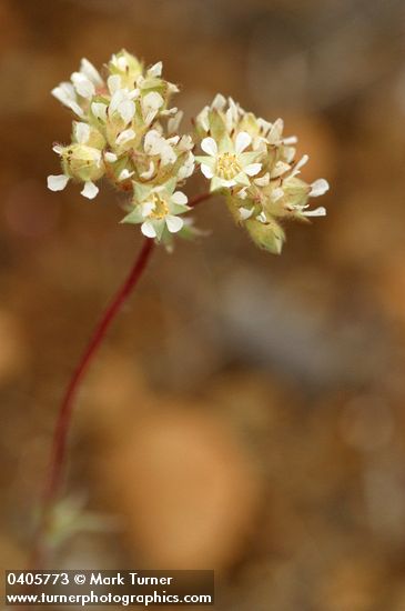 Horkelia daucifolia