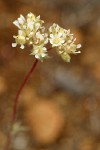 Carrot-leafed Horkelia blossoms