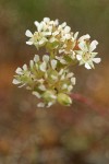 Carrot-leafed Horkelia blossoms