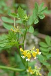 Bog Deer-vetch blossoms & foliage