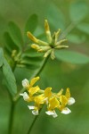 Bog Deer-vetch blossoms detail