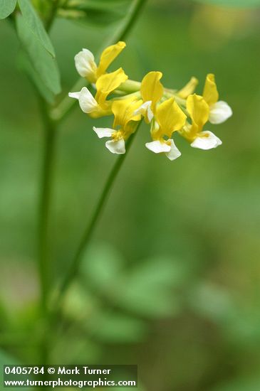 Lotus pinnatus