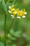 Bog Deer-vetch blossoms detail