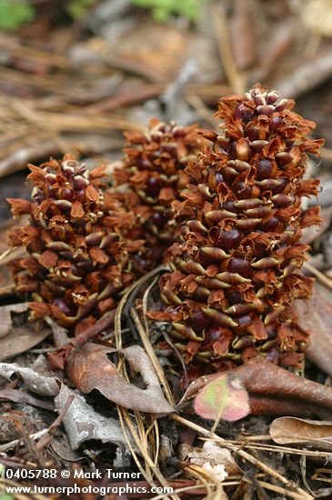 Boschniakia strobilacea