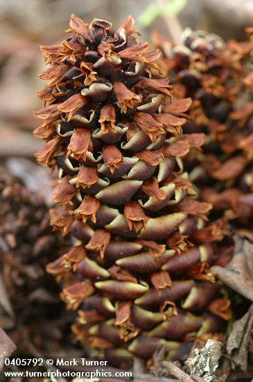 Boschniakia strobilacea