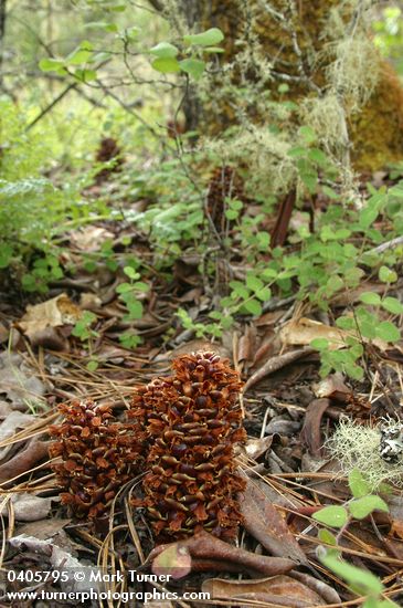 Boschniakia strobilacea; Arbutus menziesii