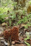 California Groundcone under Madrone