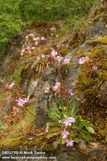 Lewisia cotyledon var. howellii