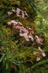 Lewisia cotyledon var. howellii
