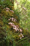 Lewisia cotyledon var. howellii