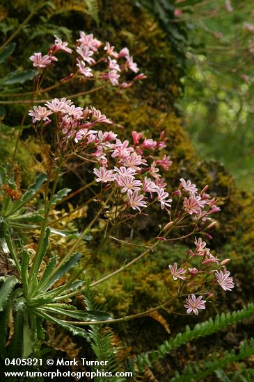 Lewisia cotyledon var. howellii