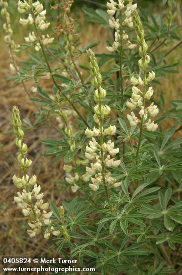 Lupinus albicaulis