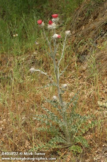 Cirsium occidentale